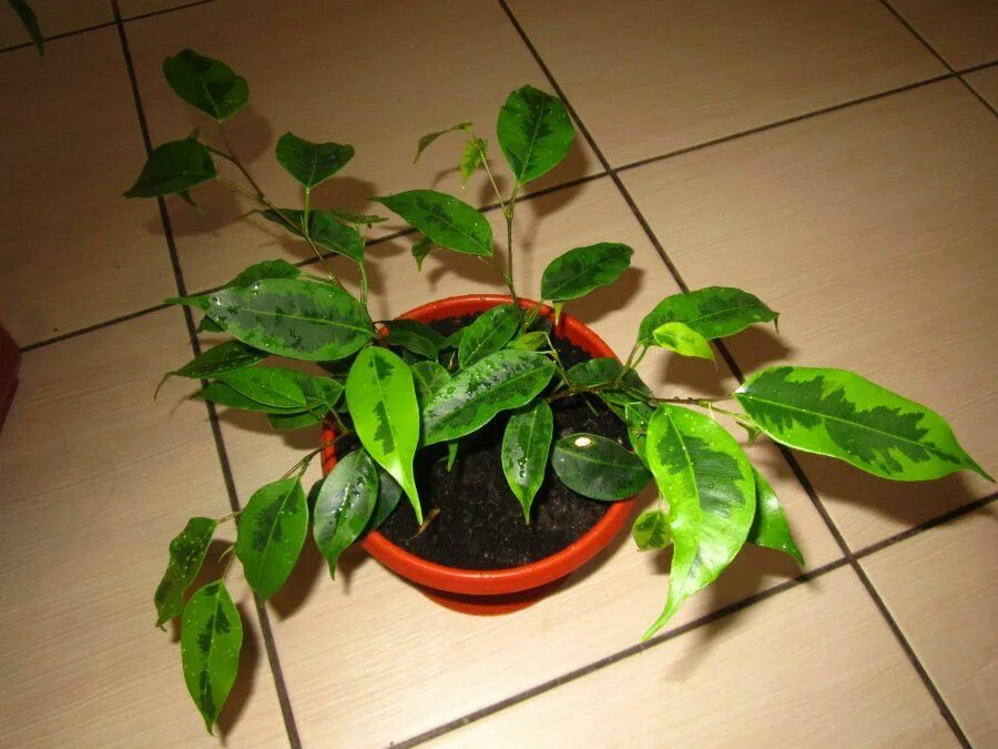 Фикусы реджинальд, регидан, анастасия отличия. Фикус бенджамина сорт реджинальд. Фикус бенджамина сорт реджинальд. Фикус бенджамина регидан фото. Фикус бенджамина regidan.