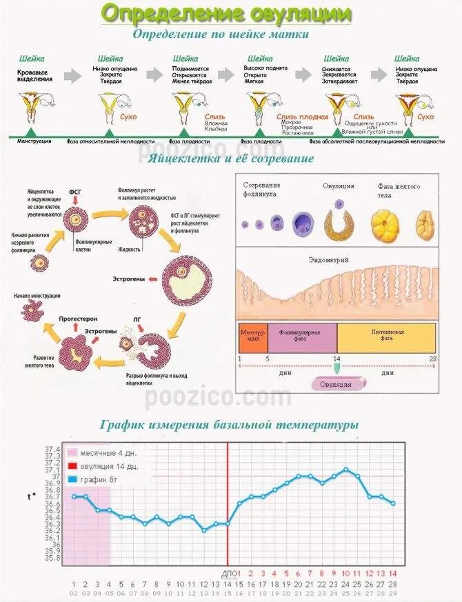 Как кпроисходит овуляция. Период созревания яйцеклетки. Оплодотворение 2н2с. Как понять что яйцеклетка вышла. Сколько живёт яйцеклетка после овуляции.
