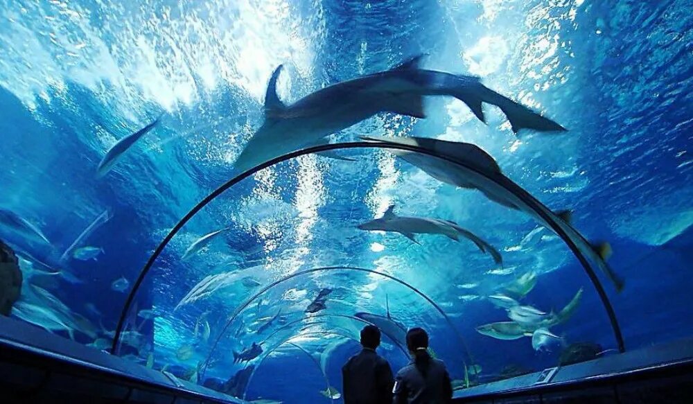 Океанариум шанхай. Шанхайский океанариум Shanghai Ocean Aquarium. Австралия Сиднейский аквариум. Пекинский зоопарк и океанариум. Сиднейский аквариум морская жизнь.