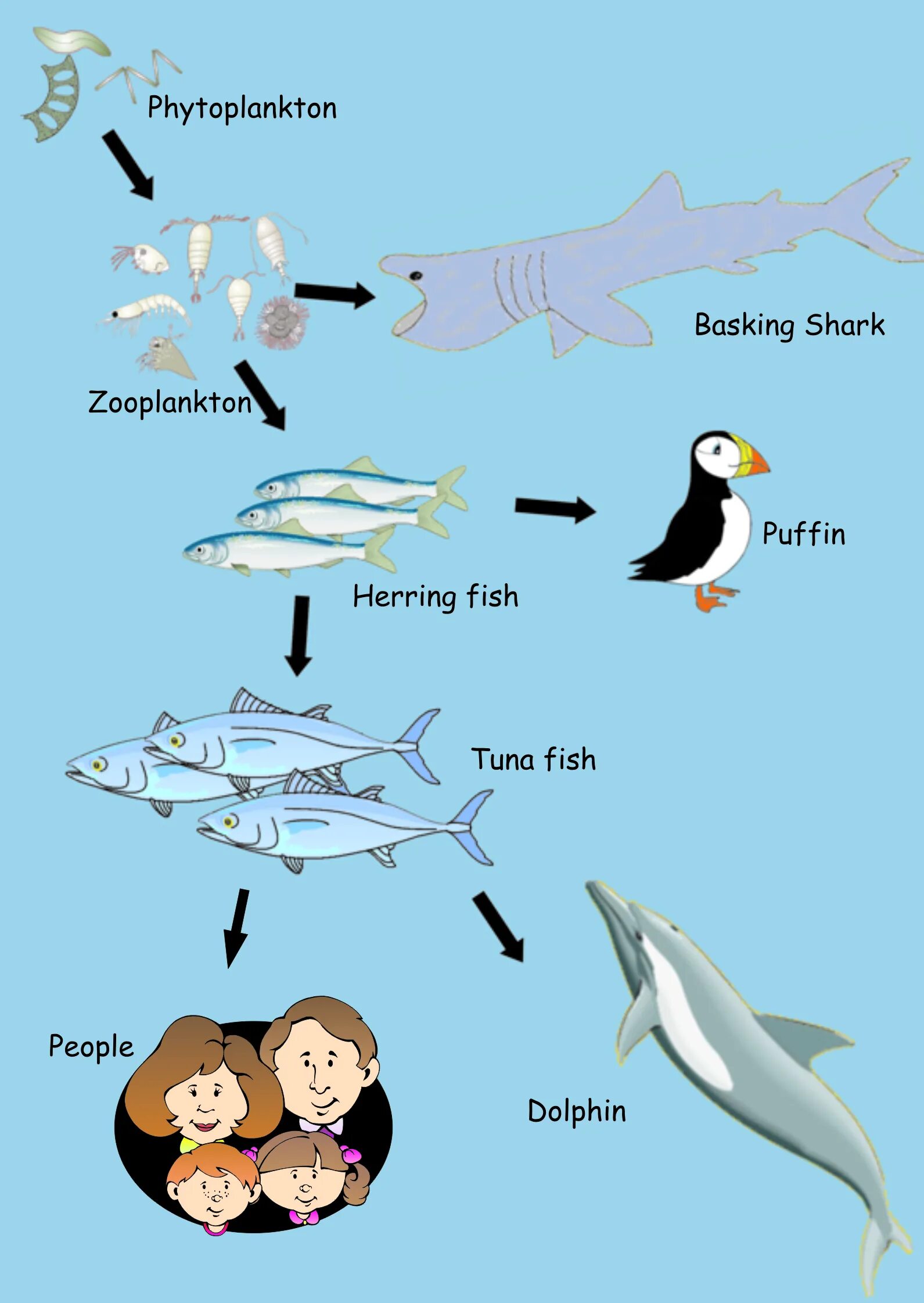 Цепь питания планктон. Пищевая цепь фитопланктон Дельфин. Фитопланктон цепочка питания. Пищевая цепочка акулы.
