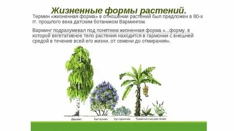 Преобладающая форма растений