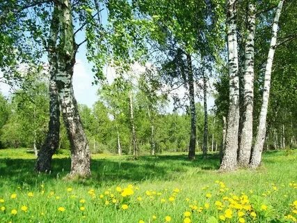 Земли березовая роща