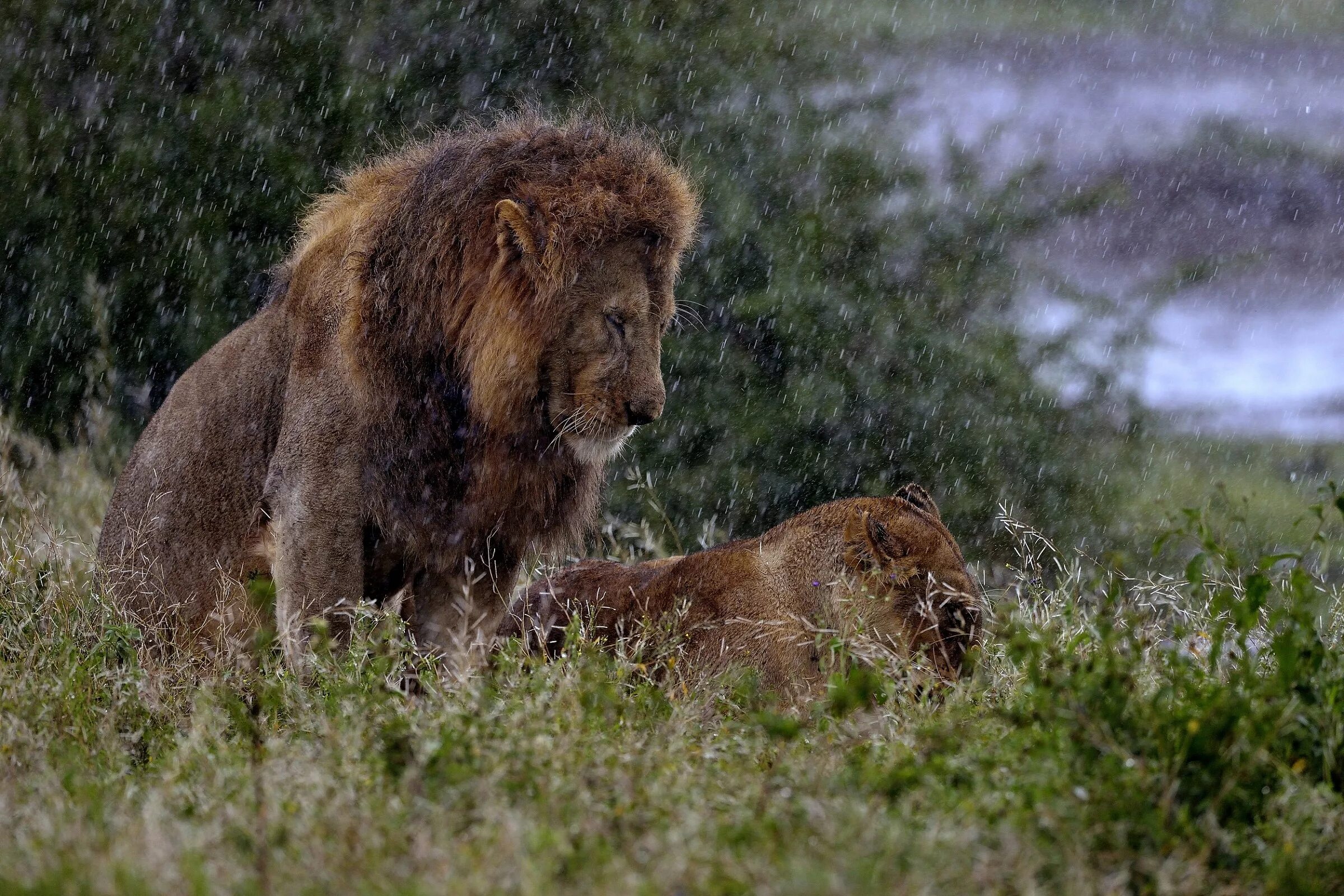 Милая картинка Льва из Танзания. Дождь видео животные. Lioness in the rain