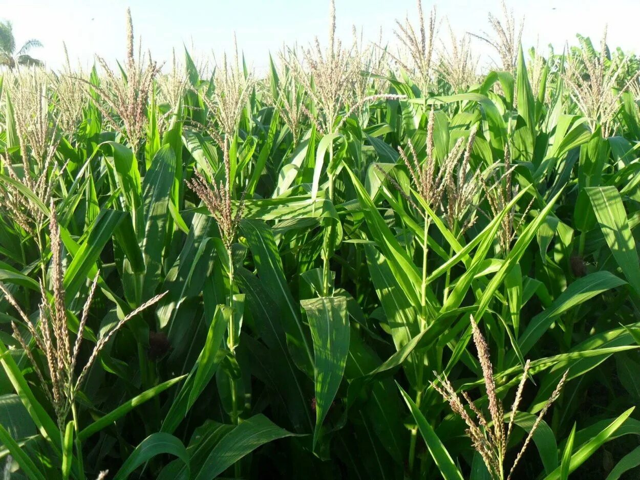 Когда появляются початки на кукурузе. Кукуруза обыкновенная соцветие. Мятликовые - роасеае. Метелка кукурузы. Соцветие кукурузы.