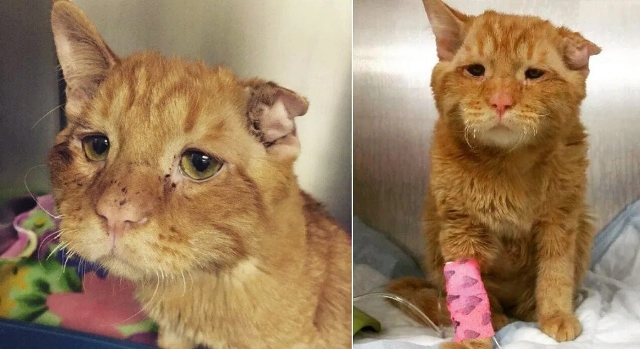 Некрасивых не жалко. Некрасивых не жалко. Некрасивых женщин не бывает юмор. Брошенный котенок. Некрасивых не жалко.