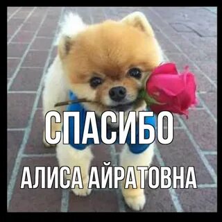 Благодарим алиса