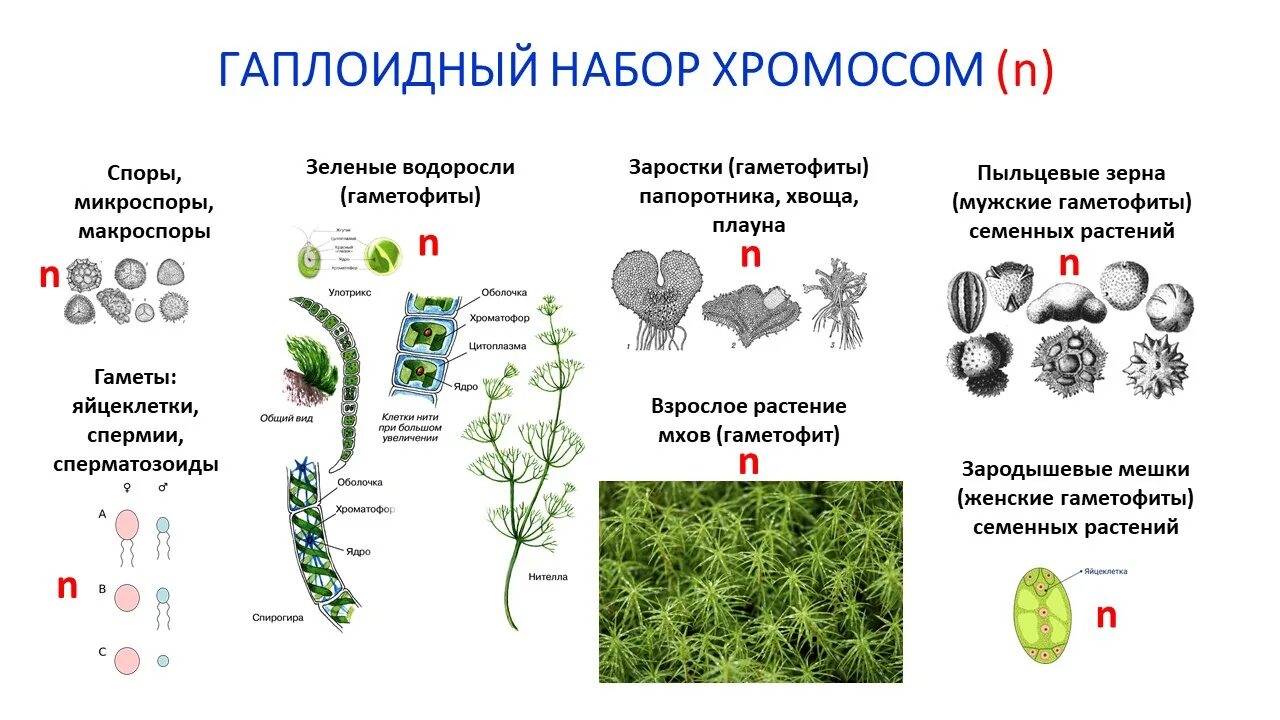 Вегетативное и генеративное ядро. Мезофилл листа набор хромосом. Жизненные циклы растений для ЕГЭ по биологии. Структуры растения набор хромосом. Гаплоидный набор хромосом.