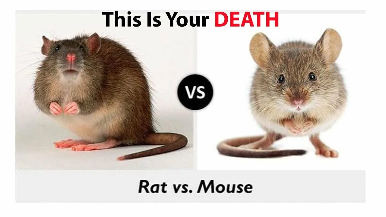 Крысы и мыши отличия и сходства. Мышь и крыса. Мышь и крыса разница. Мыша и крыса сравнение. Как отличить мышь