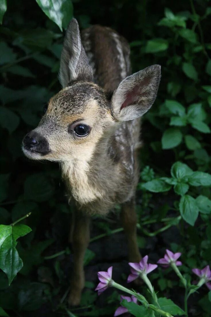 Косуля рогач. Маленькие косули в траве. Сибирская косуля детеныш. Европейская лань косуля. Олениха вельвет.