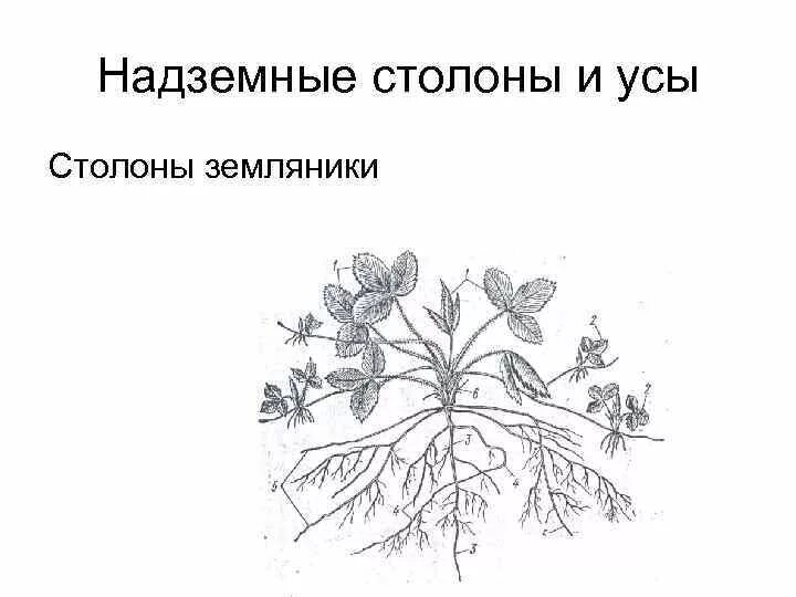 Садовую землянику размножают с помощью надземных. Садовую землянику размножают с помощью надземных