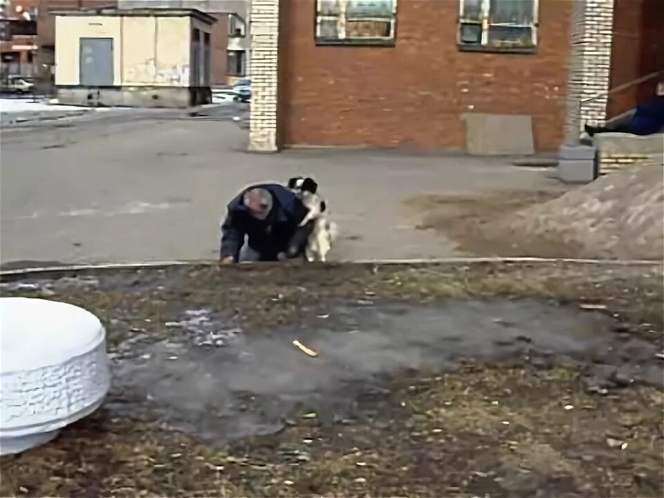 Пьяные животные. Пьяная корова. Пьяные животные. Собаки алкаши. Алкаши собачья площадка.