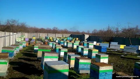 Пчелы курск
