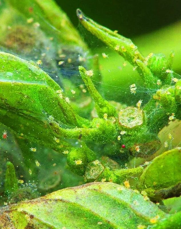 Паутинный клещ это. Зеленая розанная тля. паутинный клещ. паутинный клещ белый. щитовка на бересклете.