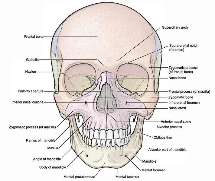 Название костей на лице. Название костей на лице. Кости черепа человека 8 класс биология. Кости черепа остеология. Название костей лица.