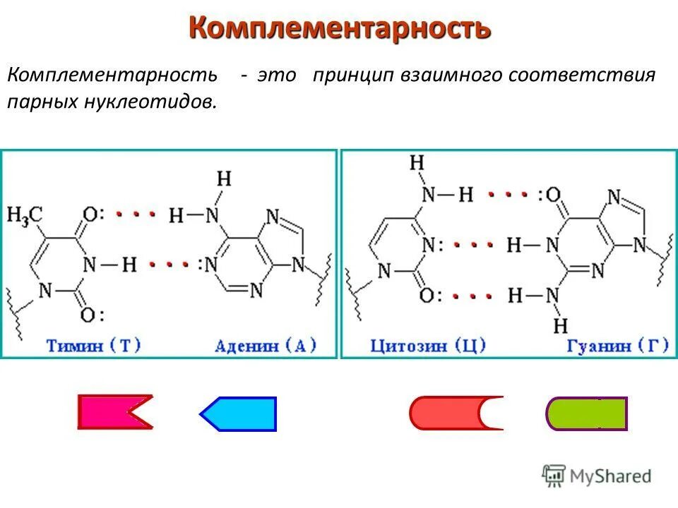 А т ц г рнк. Принцип комплементарности нуклеотидов. Принцип комплементарности азотистых оснований в молекуле РНК. Формула комплементарности ДНК. Принцип комплементарности ДНК И РНК.