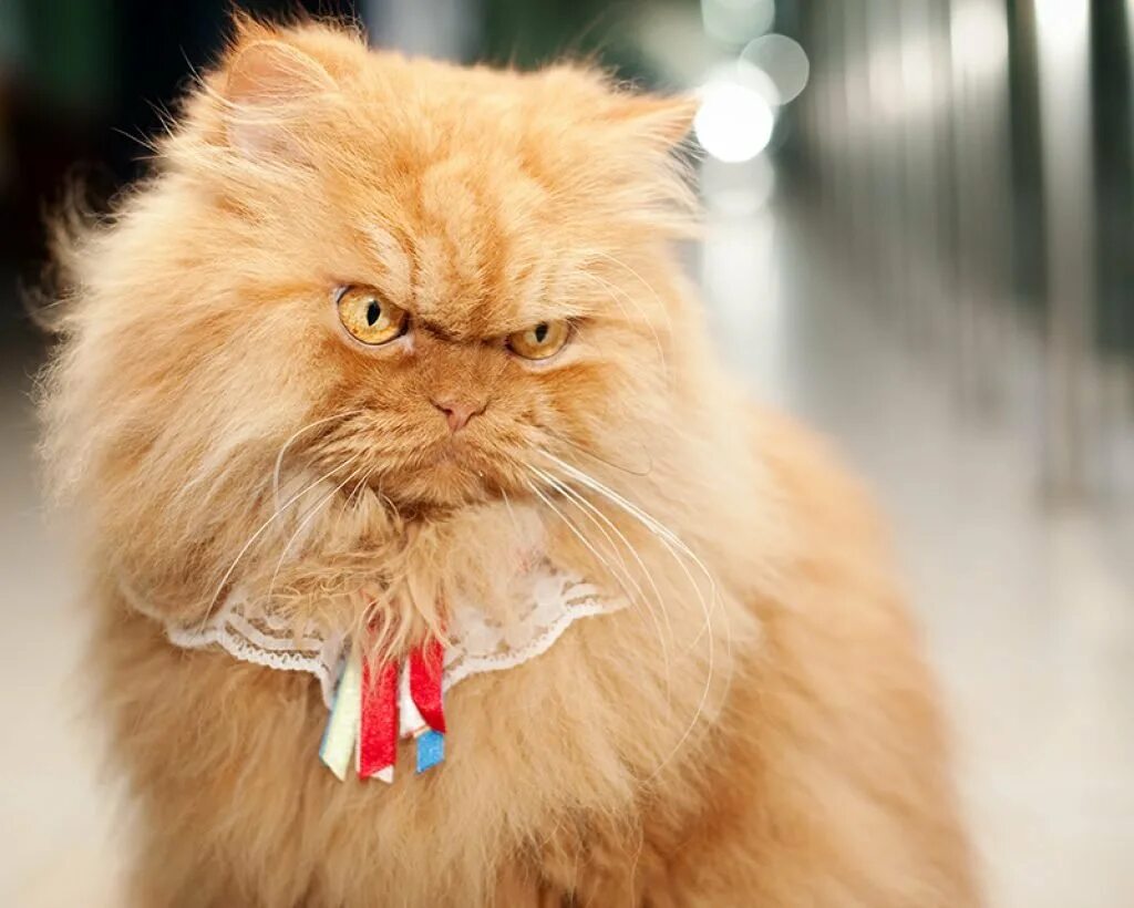 Злобный кот. Злой кот. Персидская кошка злая. Злой рыжий кот. Рыжий лохматый кот.