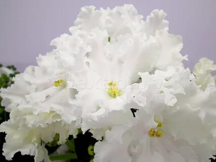 Фиалка белая колыбель