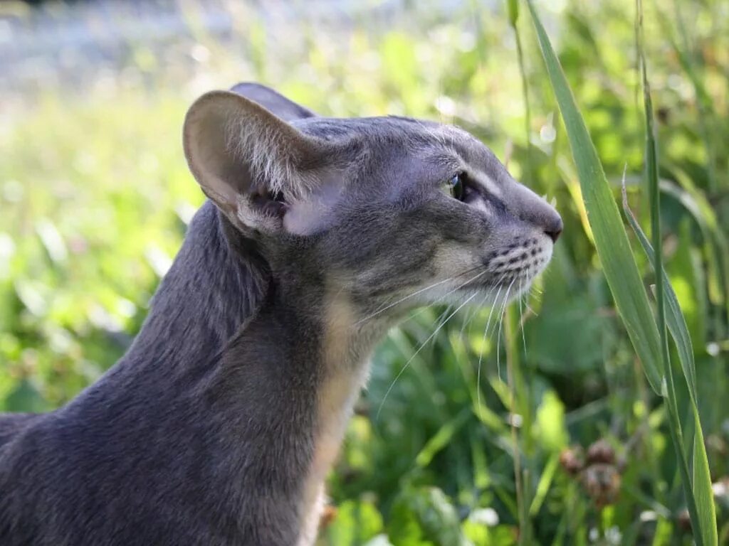 Ориентальная кошка (Ориентал). Ушастый кот порода Ориентал. Серый ориентальный кот. Ориентальная кошка серая.