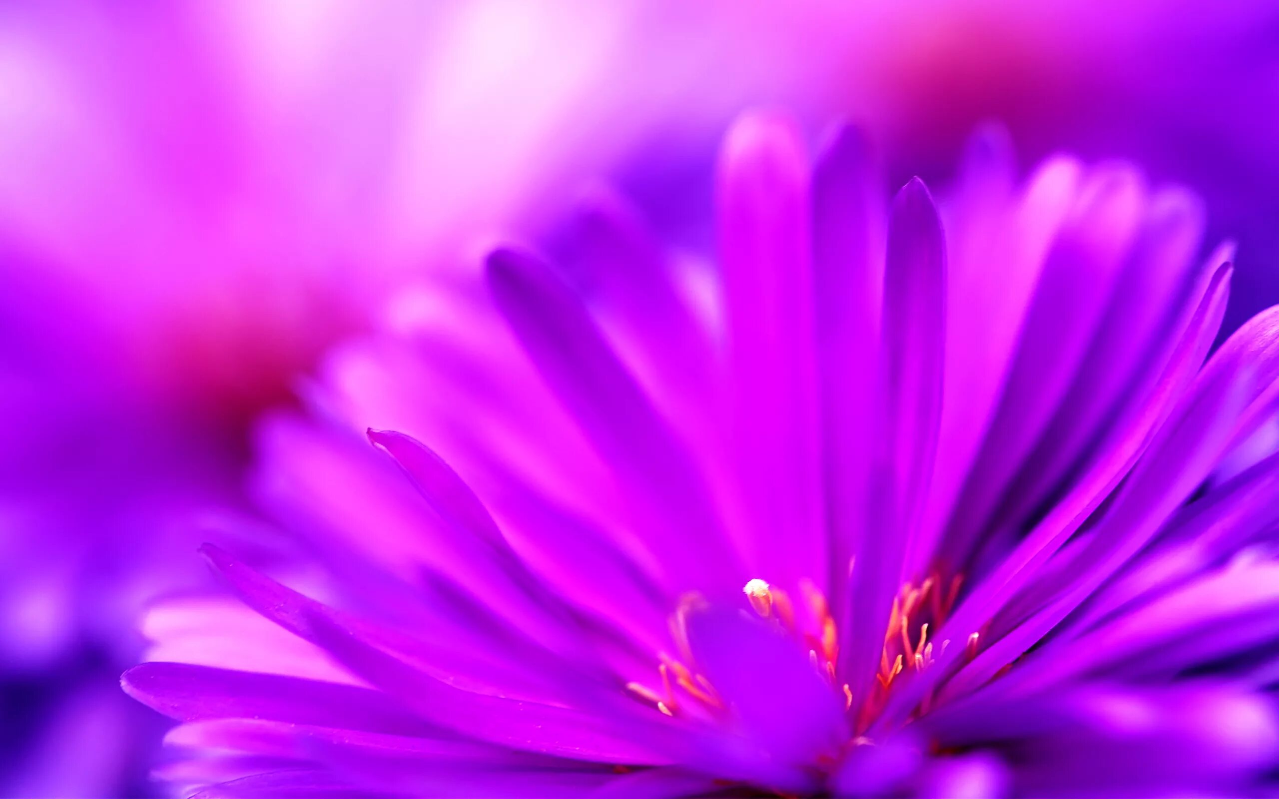 Фиолетовый Пурпл. Сиреневые цветы. Фиолетовые цветы. Красивые цвета. Совсем не яркий