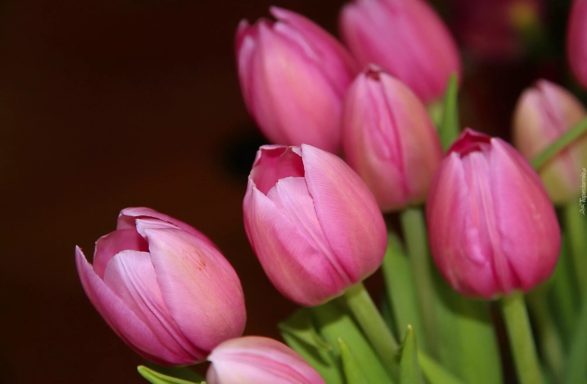 Что значат розовые тюльпаны. Тюльпан Пинк Твист. Розовые тюльпаны. Темно розовые тюльпаны. Насыщенно розовый тюльпан.
