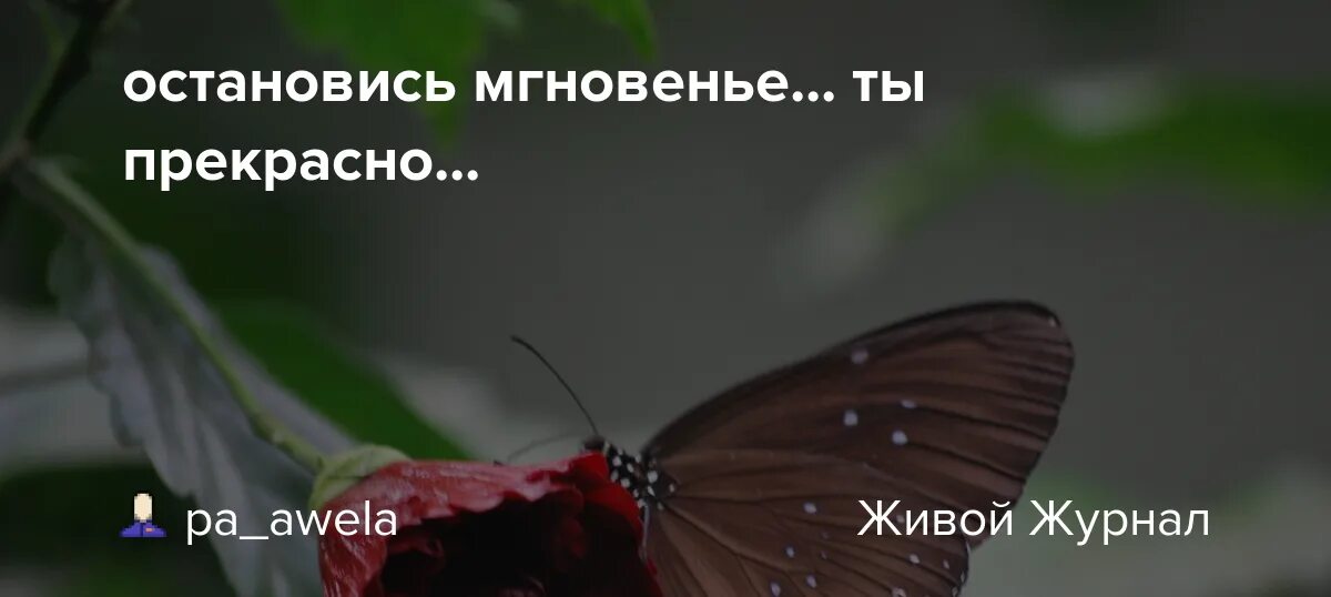 Фраза остановись мгновение. Остановись мгновенье ты прекрасно. Остановись мгновение ты прекрасно цитаты. Остановись, мгновенье.... Остановись мгновение стихи.