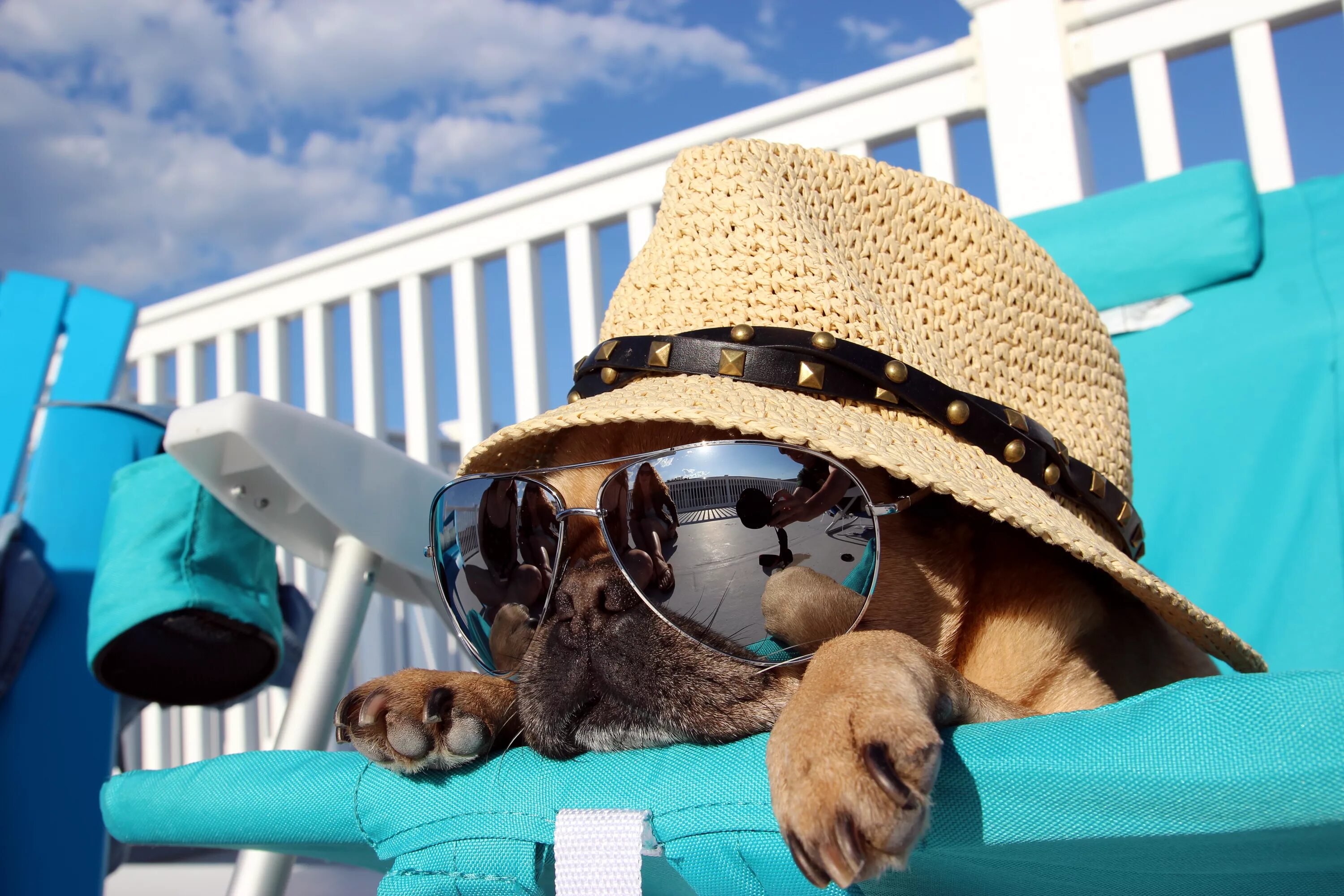 Отдых прикольное. Собака на море. Собака в шляпе и очках. Лето отпуск. Животные отдыхают.