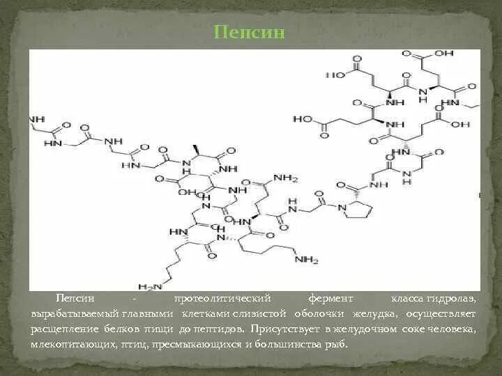 Пепсин формула химическая. Пепсин формула структура. Формула пепсина в химии. Химическое строение пепсина. Вырабатывает фермент пепсин