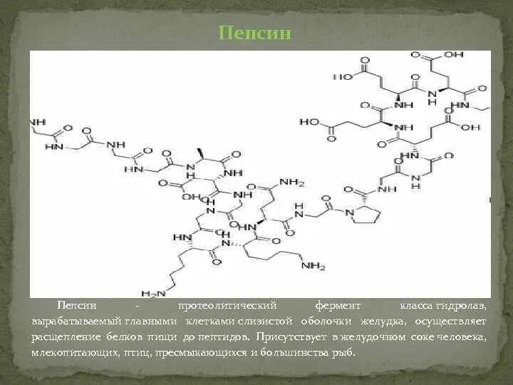 Пепсин значение фермента. Фермент пепсин структура. пепсин строение. пепсин формула.