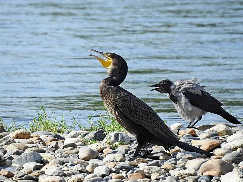 Большой баклан (Phalacrocorax carbo). Фото на сайте "Грибы: информация и фотогра