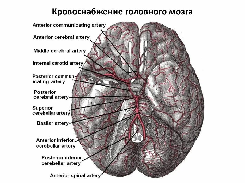 Кровоизлияние латынь