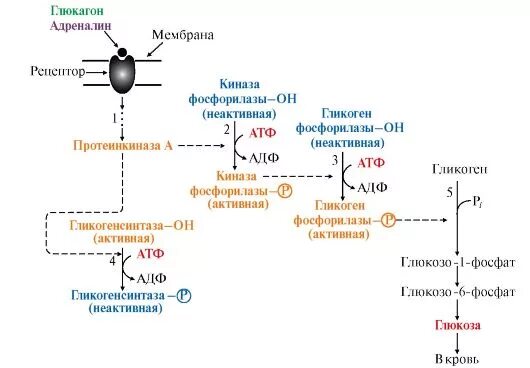 Регуляция синтеза гликогена схема. Влияние инсулина на Синтез гликогена. Механизм регуляции синтеза гликогена. Регуляция синтеза и распада гликогена в печени. Адреналин углеводы