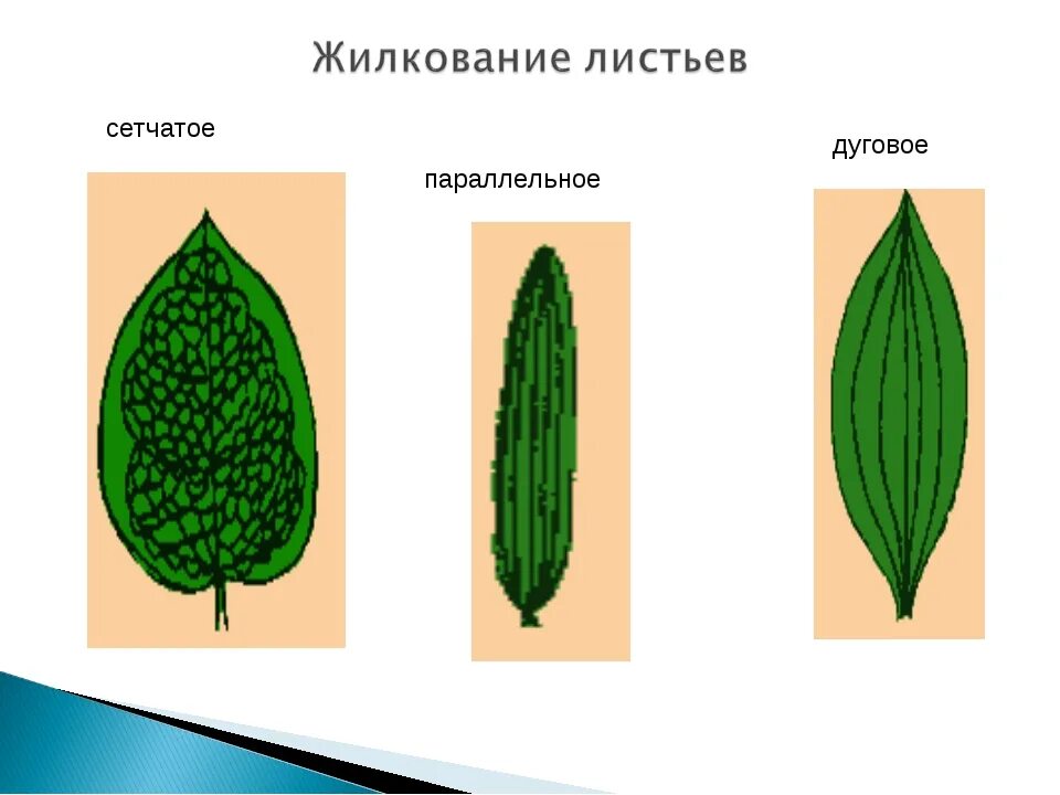 Сетчатое жилкование. Сетчатое параллельное и дуговое жилкование. Типы жилкования листьев сетчатое параллельное дуговое. Типы жилкования листа сетчатое. Лист с сетчатым и параллельным жилкованием.