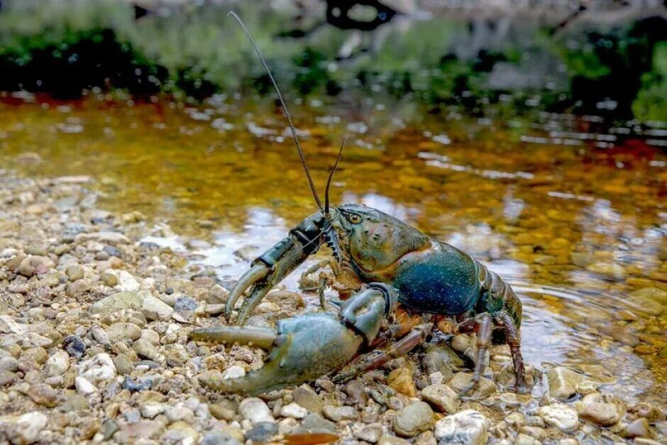 Ракообразные пресных водоемов. Пресноводные ракообразные. ракообразные в пруду. рачки обитающие в прудах. ракообразные пресных вод.