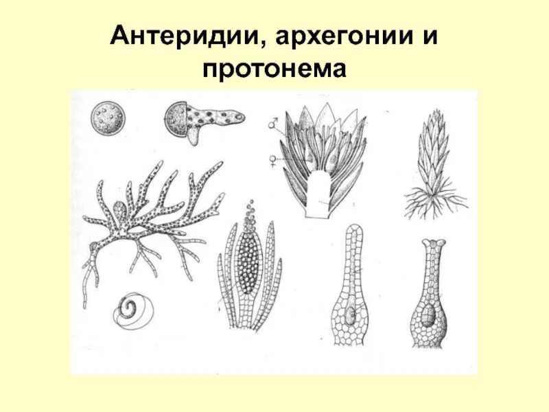 Растения имеющие архегонии. Архегоний покрытосеменных. архегонии голосеменных. архегонии и антеридии. антеридии у голосеменных.