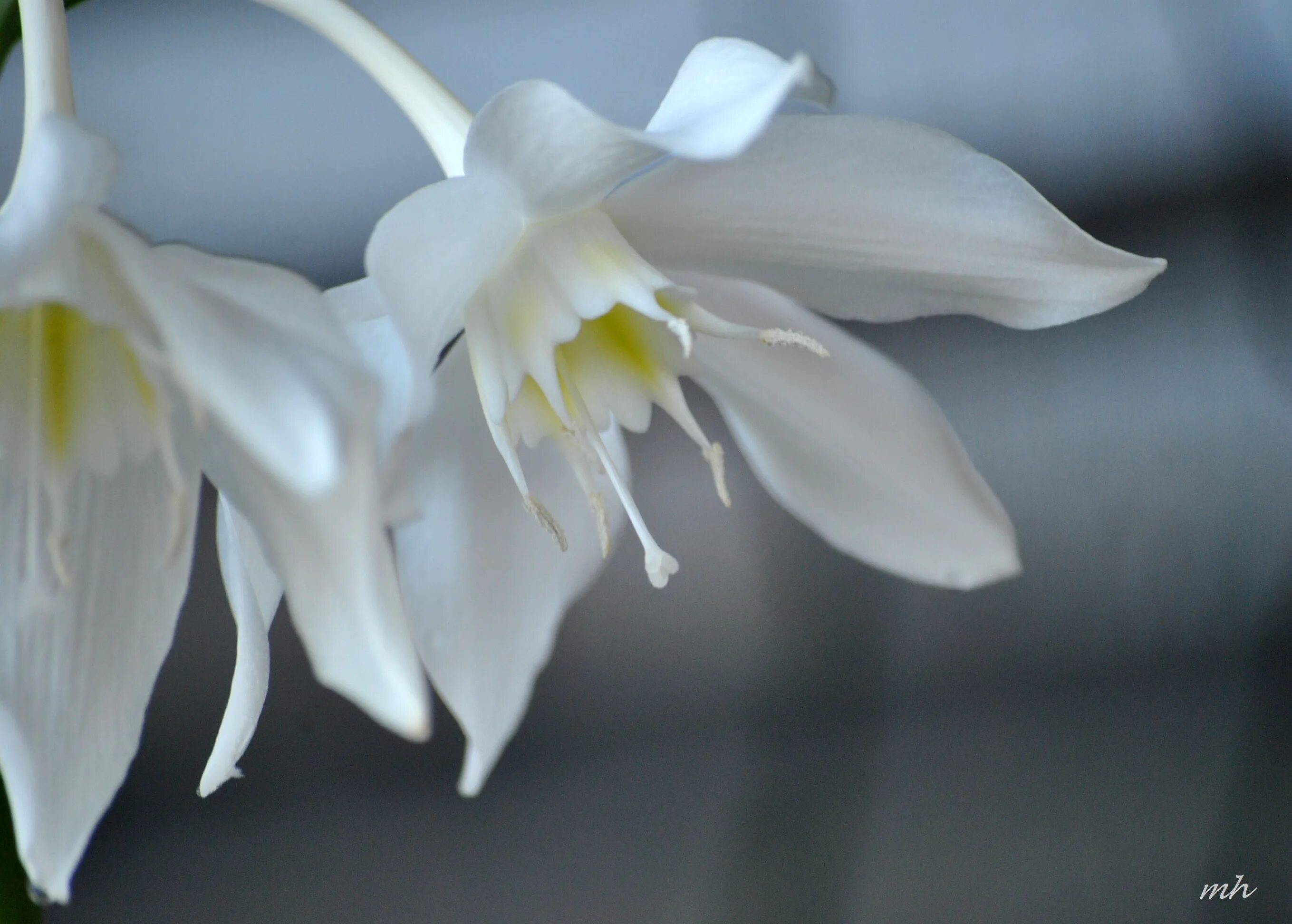 Эухарис семенная коробочка. Эухарис бутон. Эухарис после цветения. Эухарис церопегия. Дримиопсис эухарис цветок.