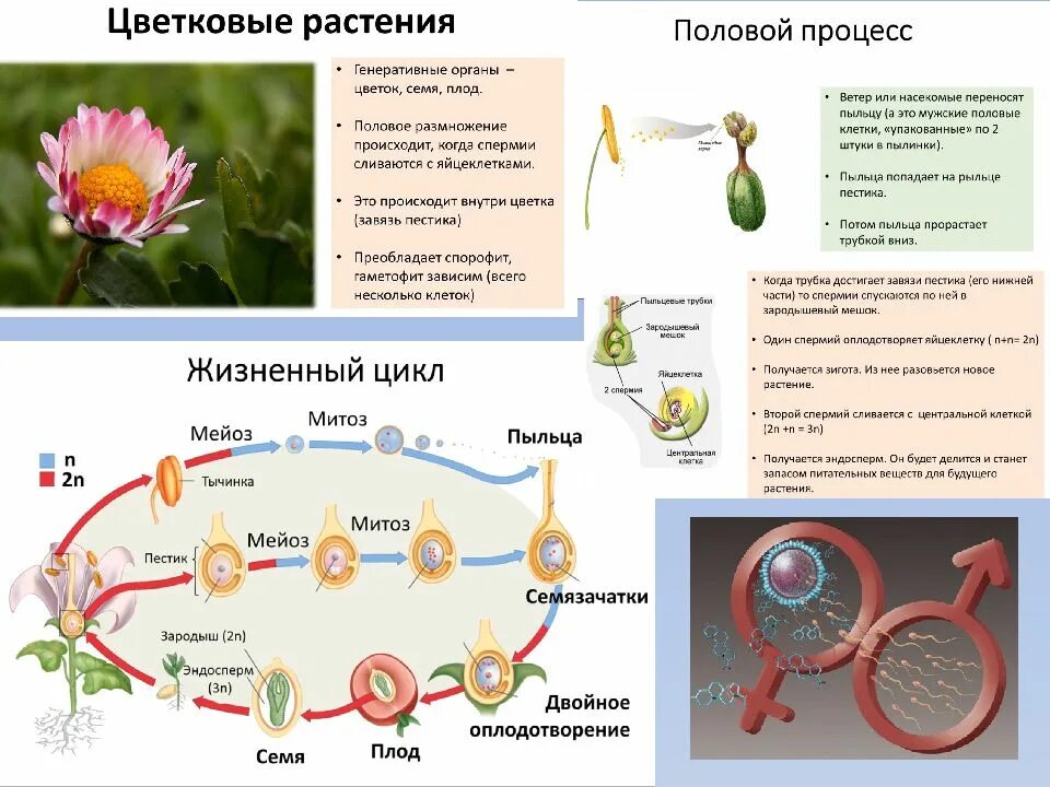 Зигота делится мейозом. Оплодотворение покрытосеменных растений схема. Образование половых клеток и половое размножение у растений. Схема полового размножения цветковых растений. Этапы полового размножения цветковых растений.