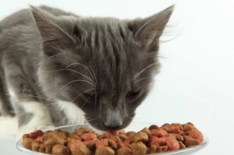 Кот ест острое. Кошка кушает. котик кушает. корм для кошек. кошка ест корм.