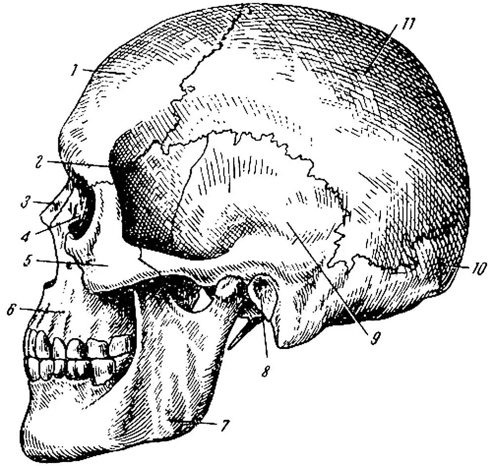 Кости мозгового отдела черепа. Лицевой отдел черепа сбоку. Кости лицевого отдела черепа сбоку. Анатомия костей мозгового отдела черепа. В правом черепе