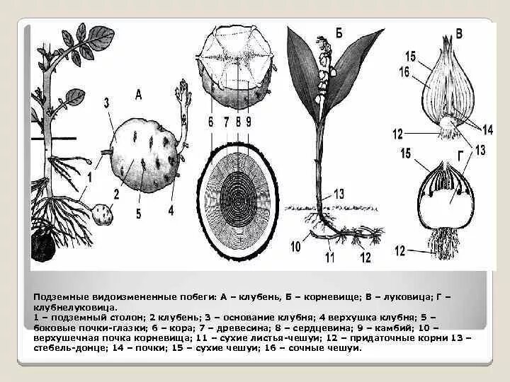 Клубни корневища луковицы лабораторная работа. Строение видоизмененных побегов корневище луковица клубень. Корневище клубень луковица видоизмененные побеги. Видоизмененные подземные побеги клубень. Видоизменённый побег корневище.