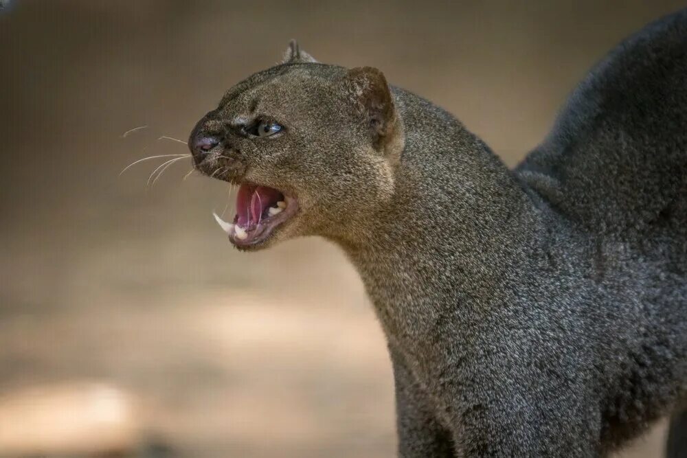 Самое маленькое хищное млекопитающее. Пума ягуарунди. Ягуарунди кошка. Ягуарунди чирикает. Черная ягуарунди.