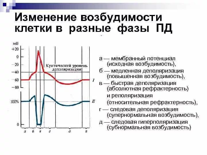 Фазы потенциала действия мышечного волокна график. Схема потенциала действия нервной клетки. Фазы потенциала действия фаза изменения возбудимости. График мембранного потенциала физиология. Время пд