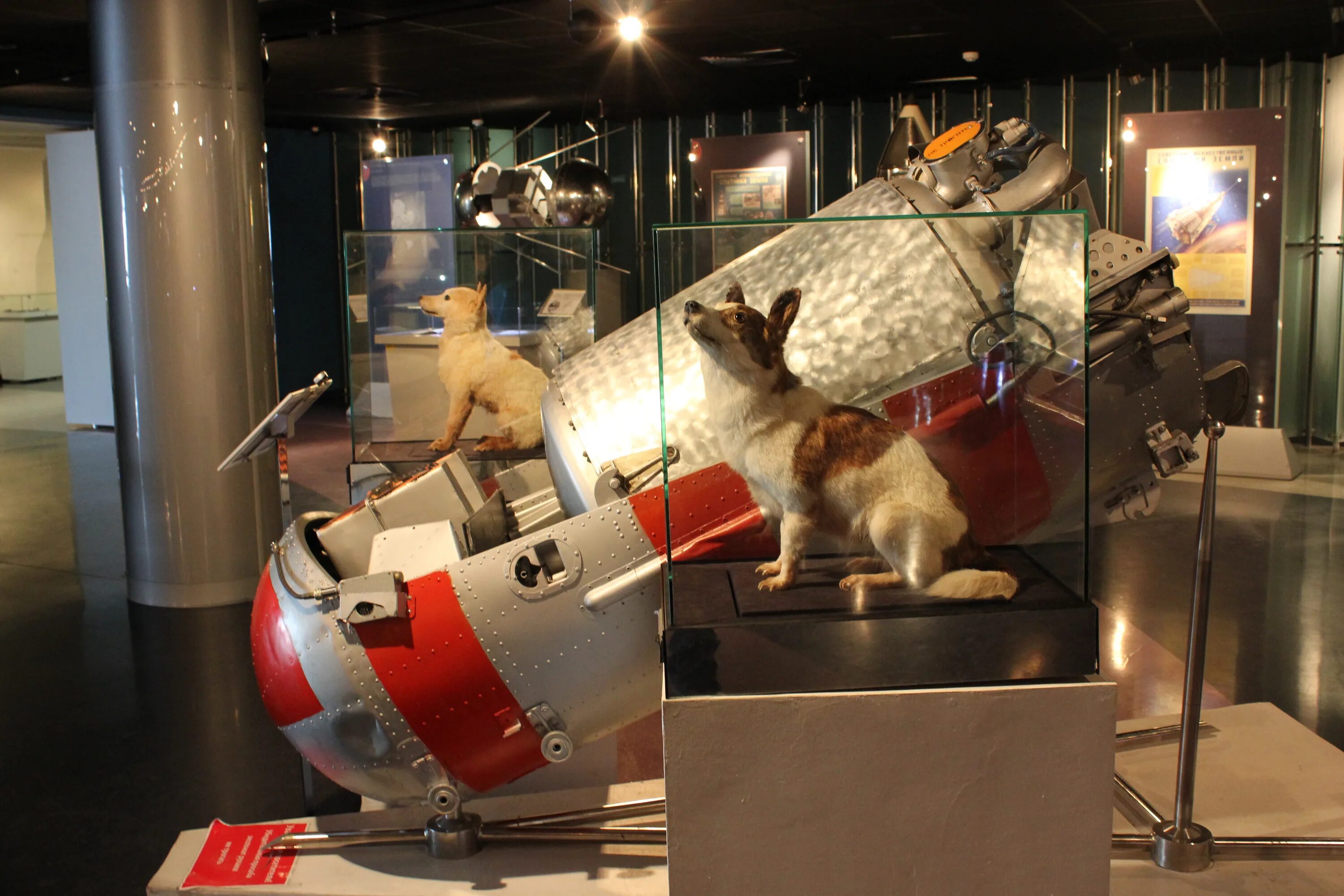 Первое животное космонавт. Космический корабль Спутник 5 белка и стрелка. Лайка белка и стрелка. Собака лайка космонавбелка и стрелка. Белка и стрелка собаки космонавты.