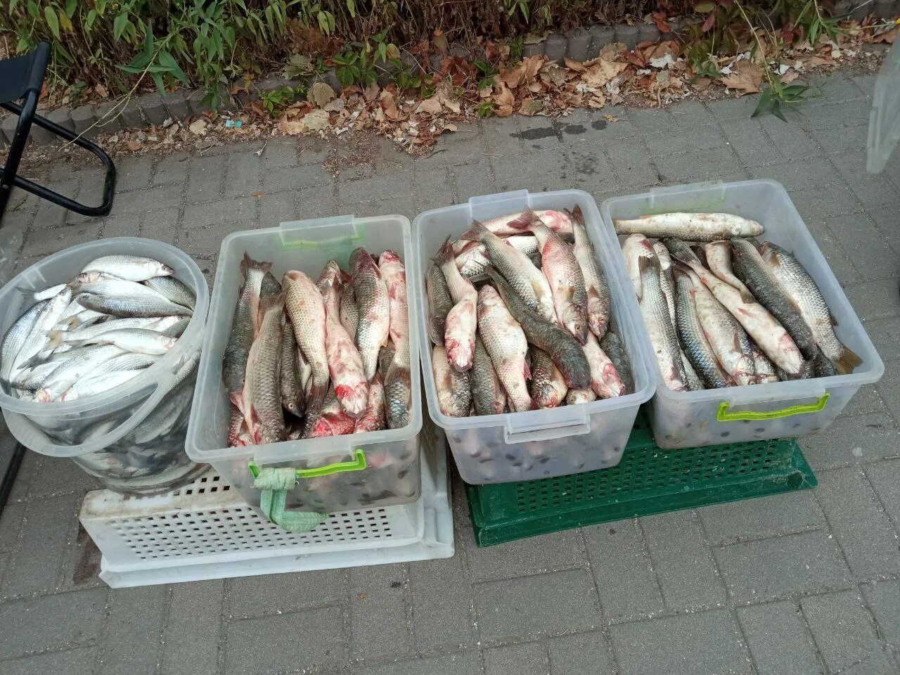 Рыбы озерные подлещик. Краснюк рыба продаётся. Продам свежую. Капуста в сетках на поддонах. Белягдар.