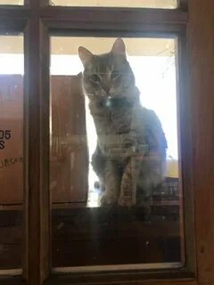 Кот в чужом доме