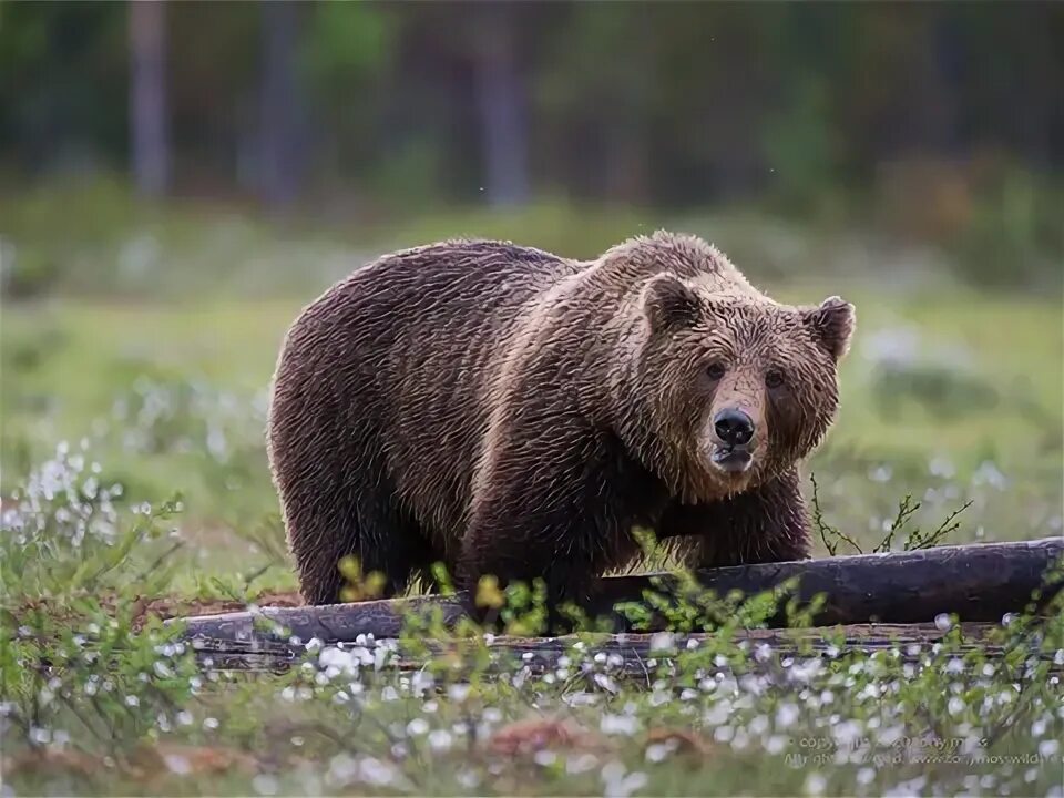 Аю. Бурый медведь в кировской области. Полярный медведь. Тяньшанский бурый медведь. Гризли североамериканский бурый медведь.