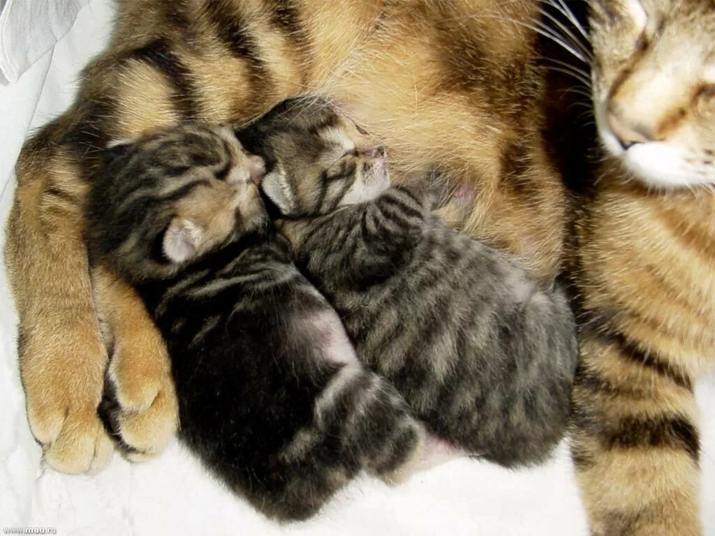 Два кота давай. Кошка с двумя котятами. мама с двумя котятами. мама кошка и два котенка. мурлыкающие котята с мамой.