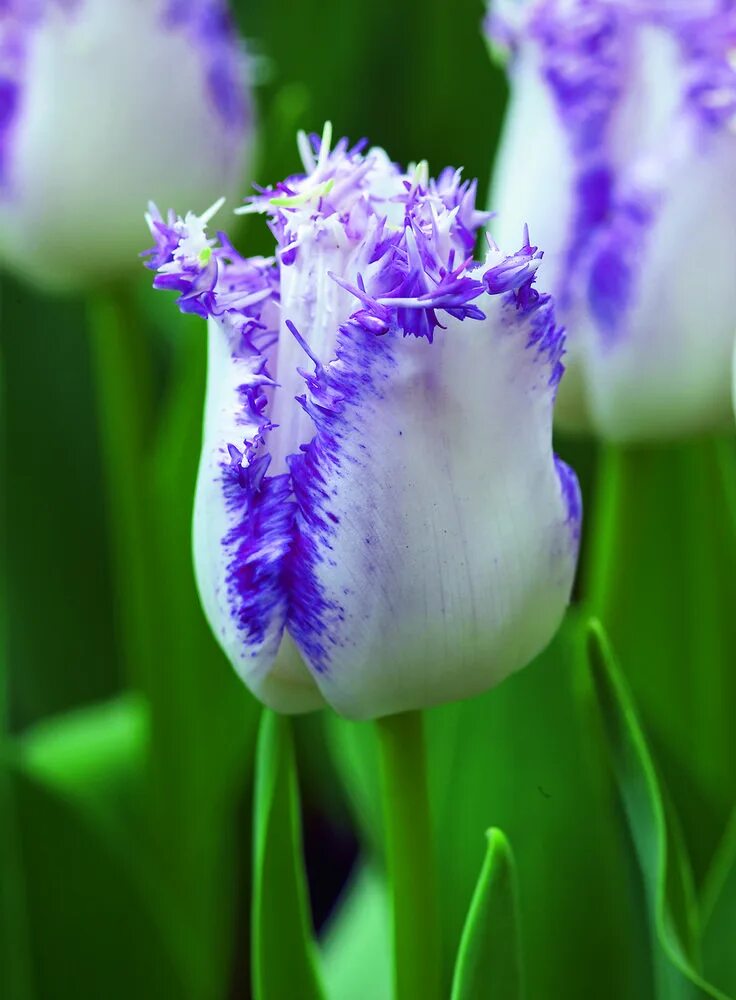 Tulip 2