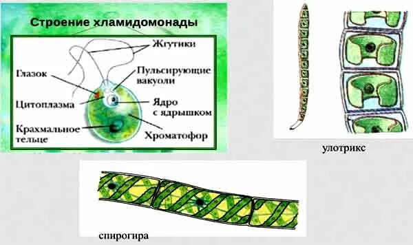 Хроматофоры водорослей улотрикс. Строение многоклеточных водорослей 7 класс. Рисунок строение одноклеточной и многоклеточной водоросли. Схема одноклеточной водоросли.