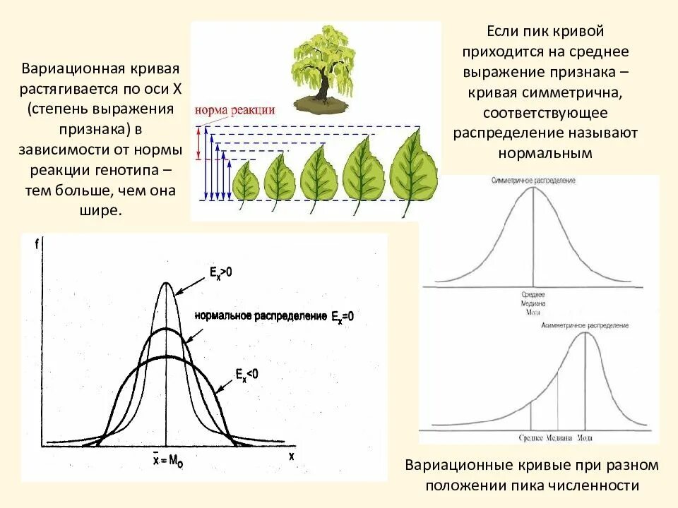 Кривая нормы реакции