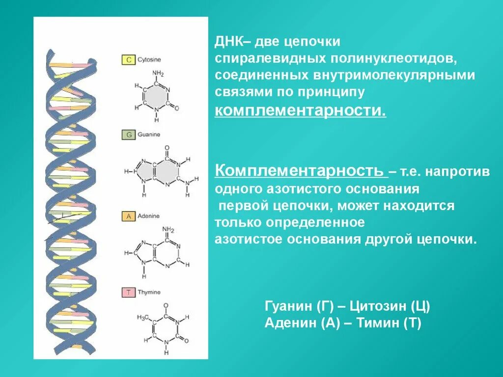 Структура полинуклеотидов. Цепочка ДНК по принципу комплементарности. Две Цепочки ДНК. Полинуклеотид ДНК.